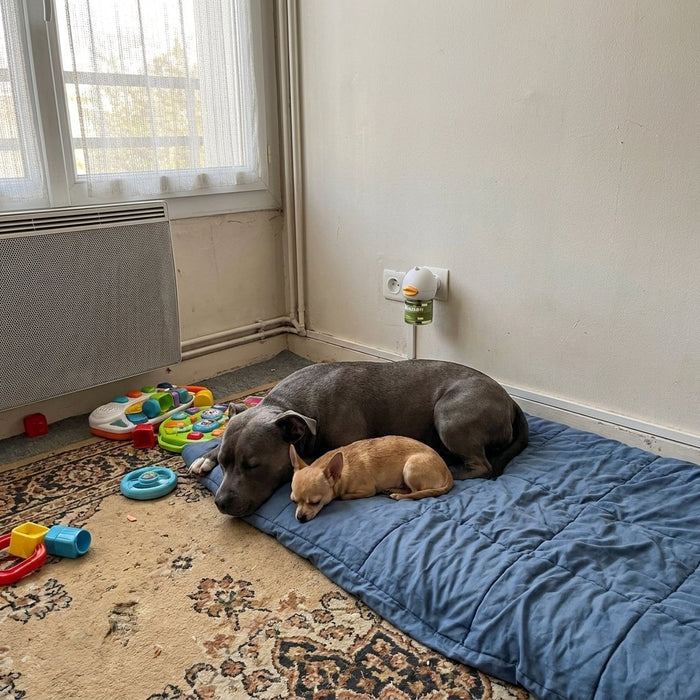 Mes deux chiens ne se battent plus !