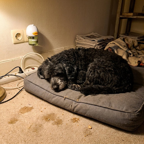 Caniche noir près du diffuseur Apaisou