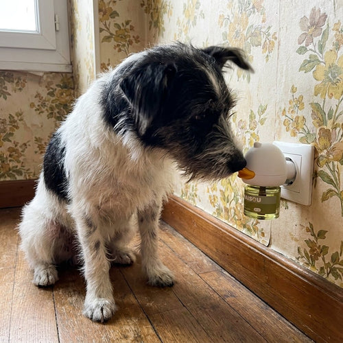 Chien qui renifle le diffuseur Apaisou