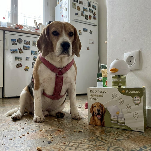 Cavalier king charles et kit Apaisou