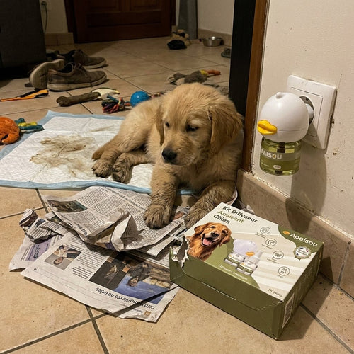 Petit chien noir à côté du kit Apaisou