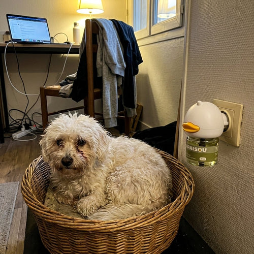 Poméranien dans un panier avec le kit Apaisou